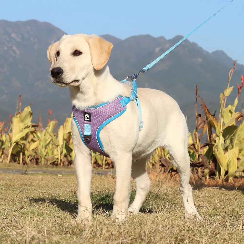 Arnés Ajustable y Transpirable para Mascotas con Correa
