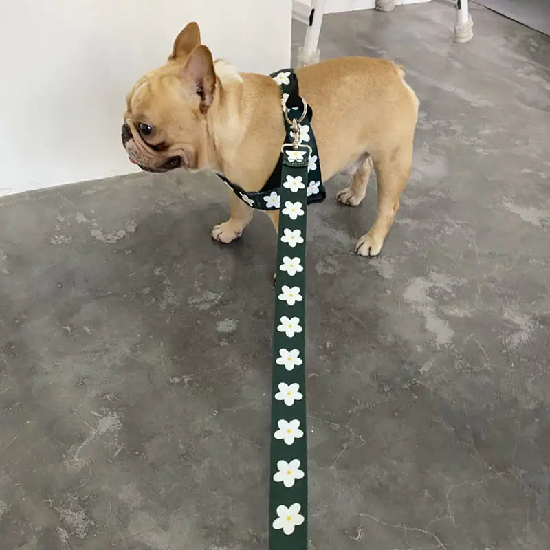 Vest-style Adult Dog Leash